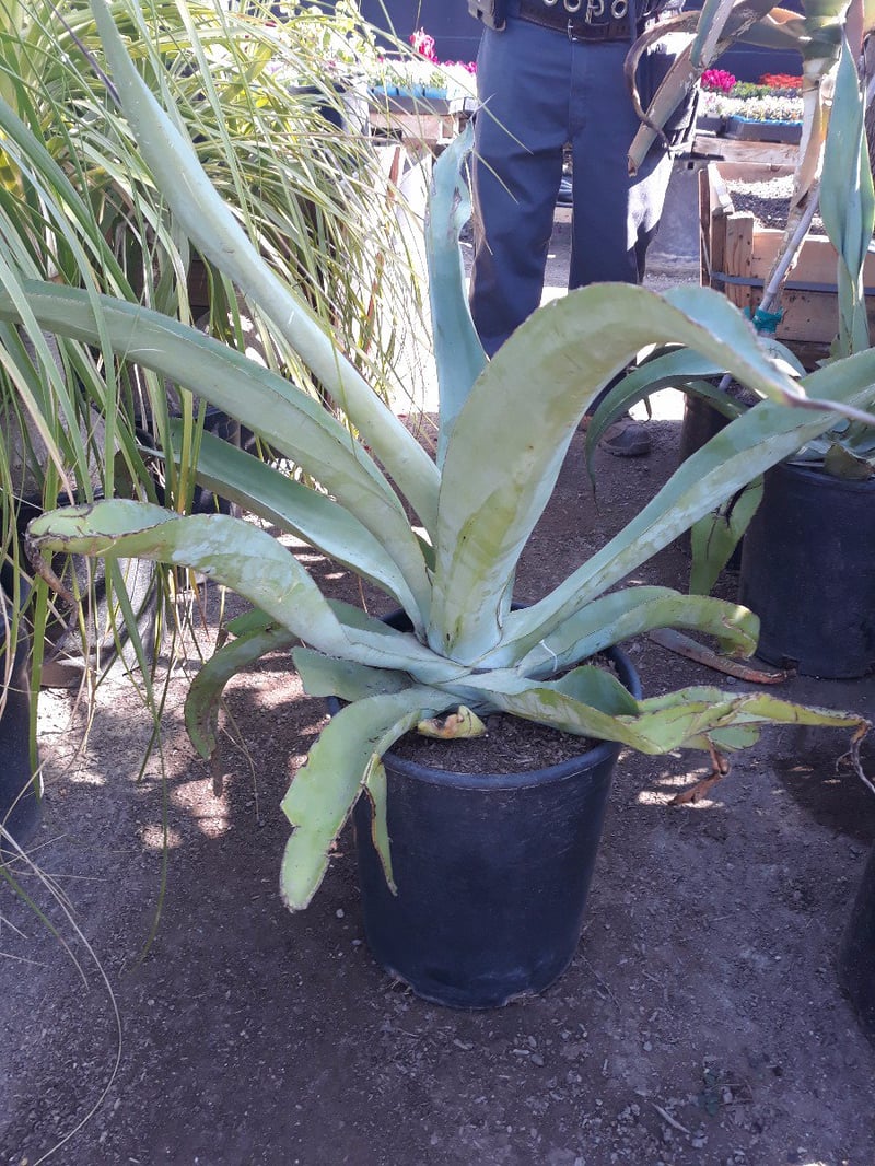 Photo for Agave vilmoriniana (Octopus Agave)
