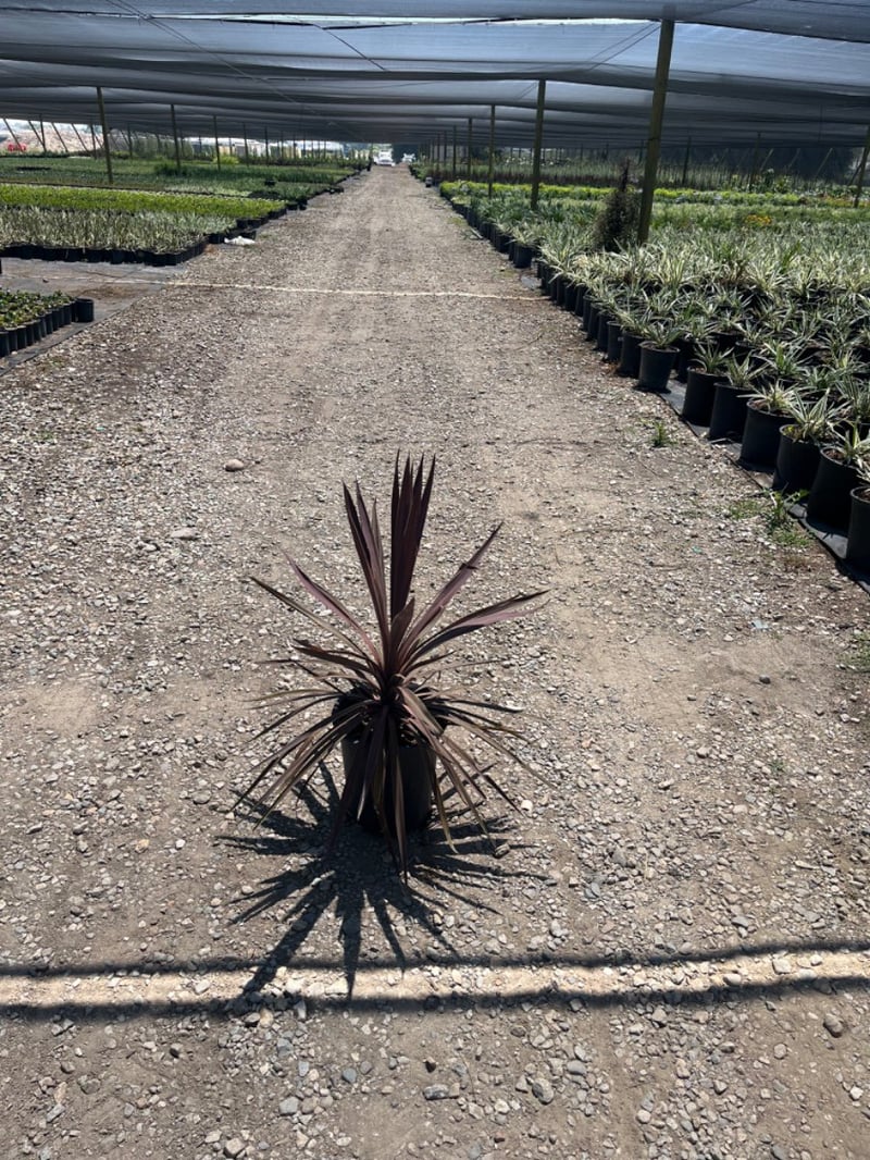 Photo for Cordyline australis 'Red Star' (Red Star Grass Palm)