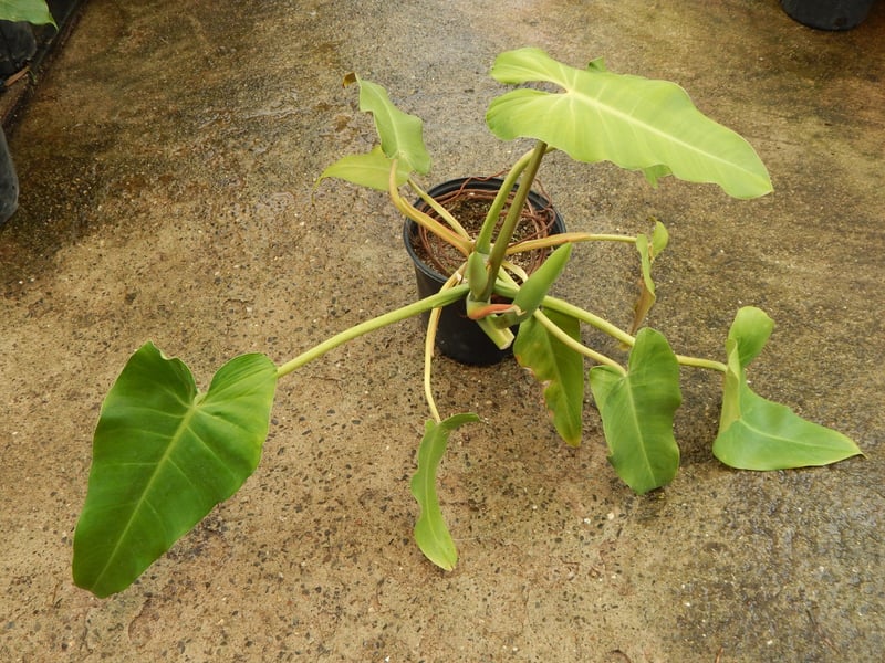 Photo for Philodendron sp (Philodendron)