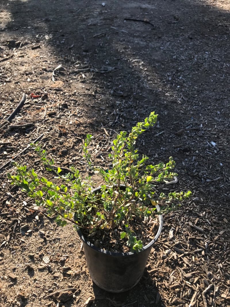 Photo for Baccharis pilularis 'Twin Peaks' (Dwarf Coyote Brush)