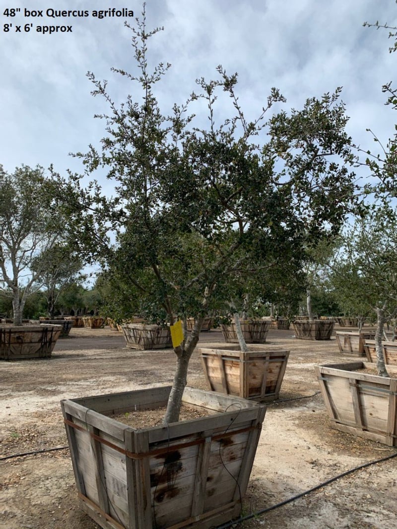 Photo for Quercus agrifolia (Low Branching) (Coast Live Oak)