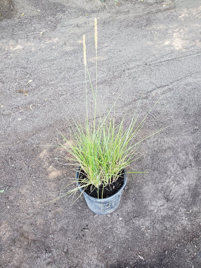 Photo for Pennisetum spathiolatum (Slender Veldt Grass)