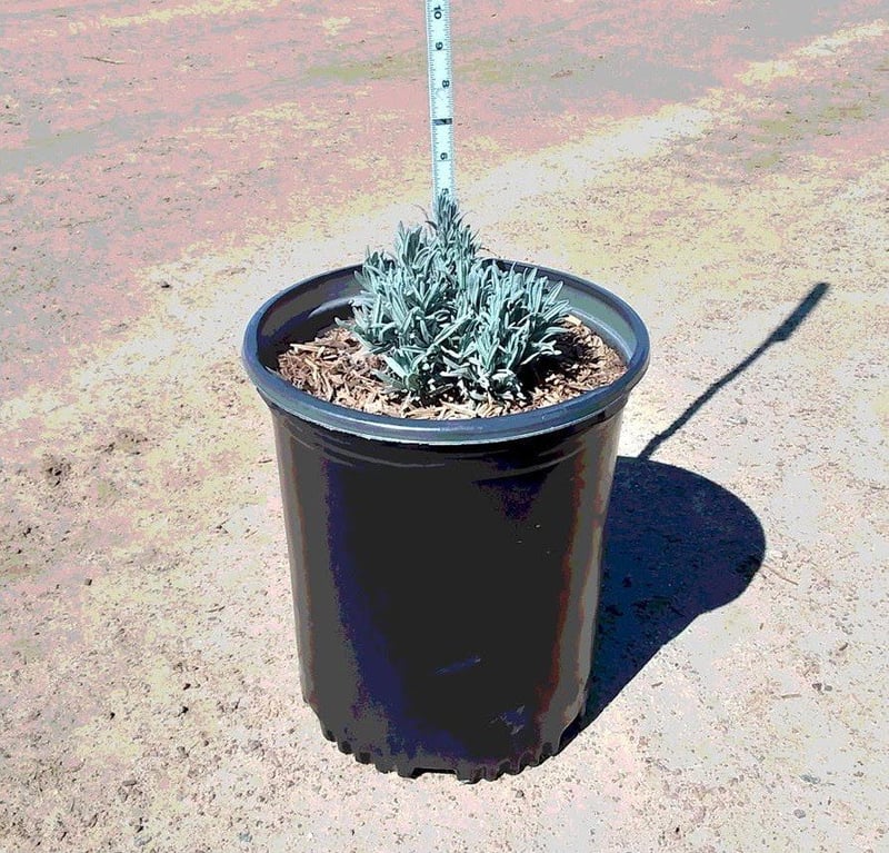 Photo for Lavandula x intermedia 'Provence' (Provence French Lavender)