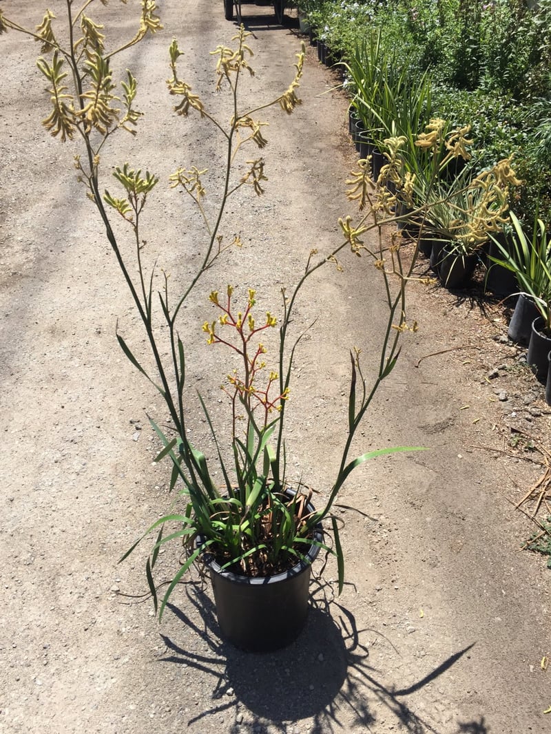 Photo for Anigozanthos (yellow) (Yellow Kangaroo Paw)