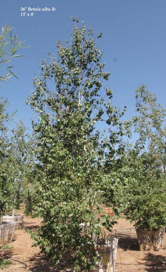 Photo for Betula pendula (European White Birch (East Asian Birch))