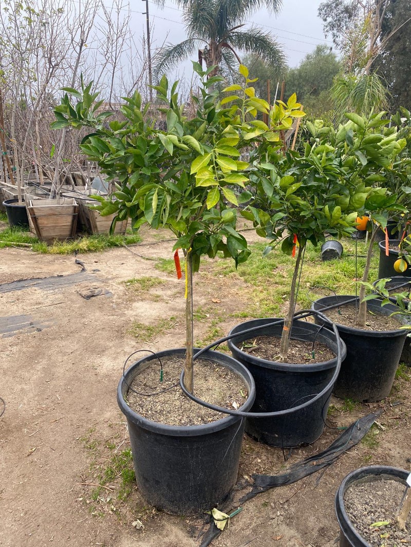 Photo for Citrus sinensis 'Valencia' (Valencia Orange Tree)