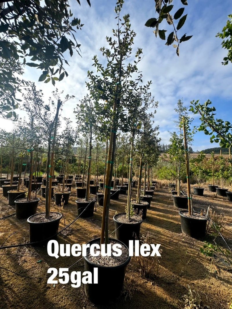 Photo for Quercus ilex (Holly Oak, Holm Oak)
