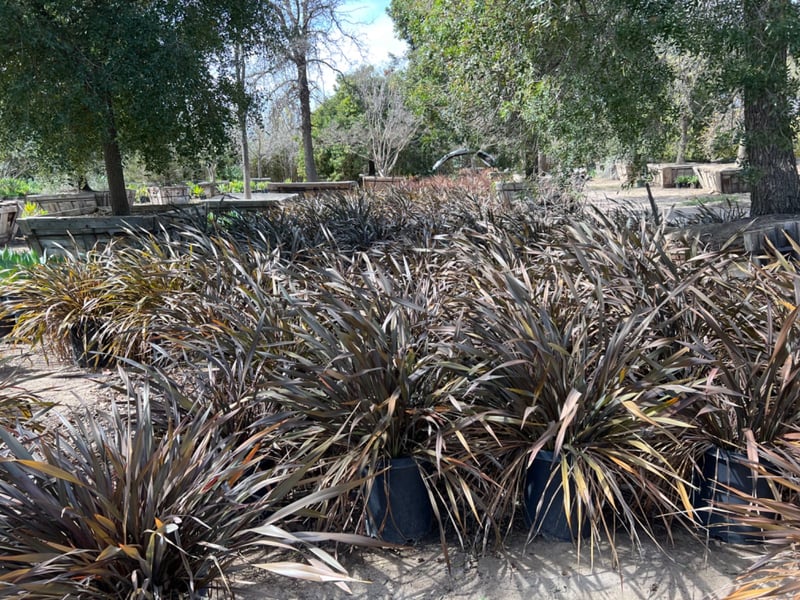 Photo for Phormium tenax ‘Bronze’ (Bronze New Zealand Flax)