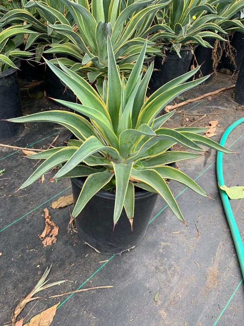 Photo for Agave desmetiana 'Variegata' (Variegated Smooth Agave)