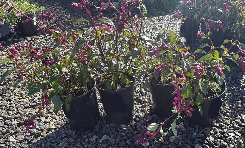 Photo for Salvia 'Love And Wishes' (Love And Wishes Sage)