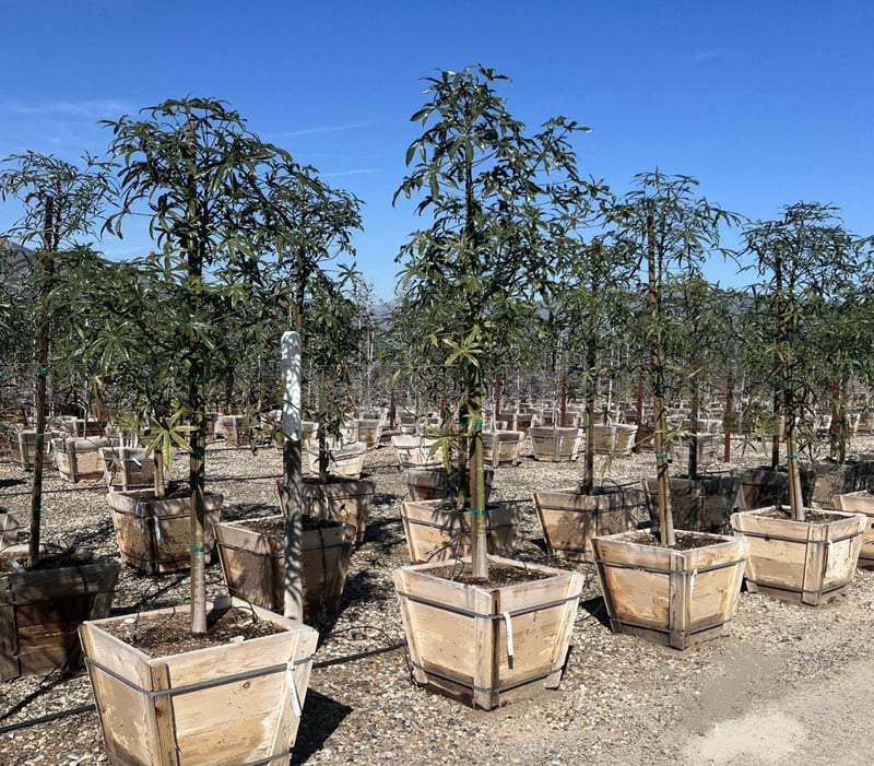 Photo for Brachychiton rupestris (Standard) (Queensland Bottle Tree)