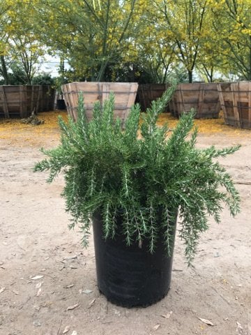 Photo for Rosmarinus officinalis 'Roman Beauty' (Roman Beauty Rosemary)