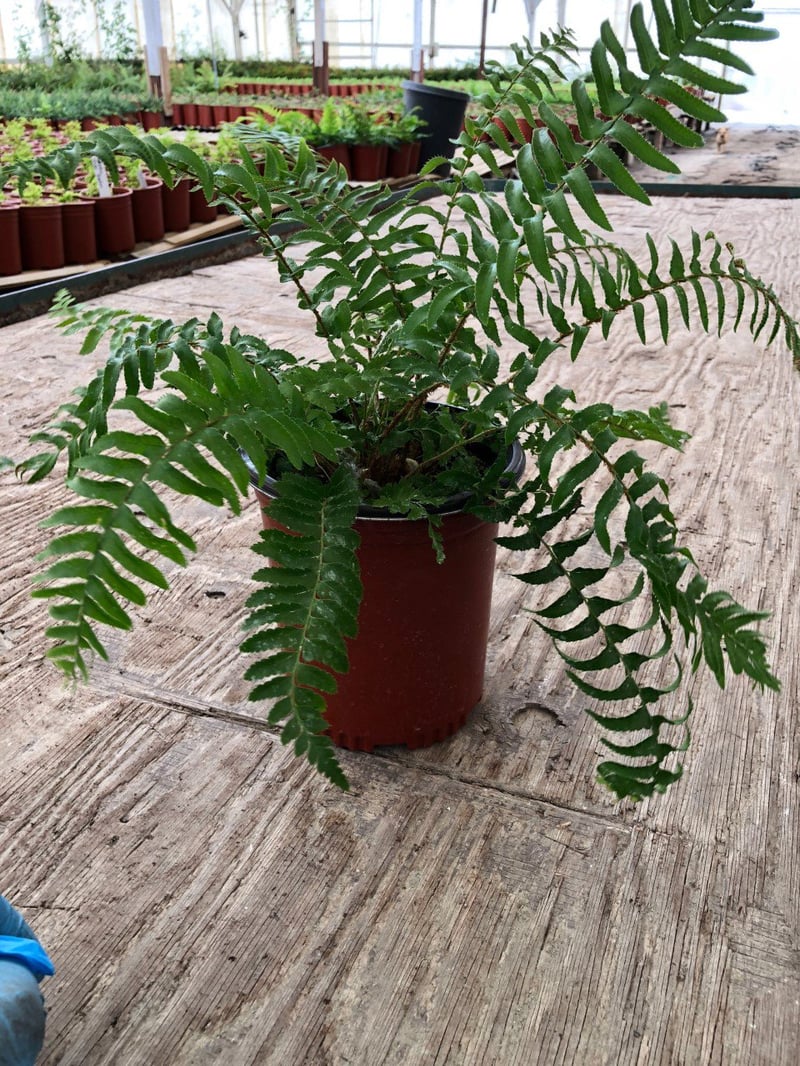 Photo for Polystichum munitum (Western Sword Fern)