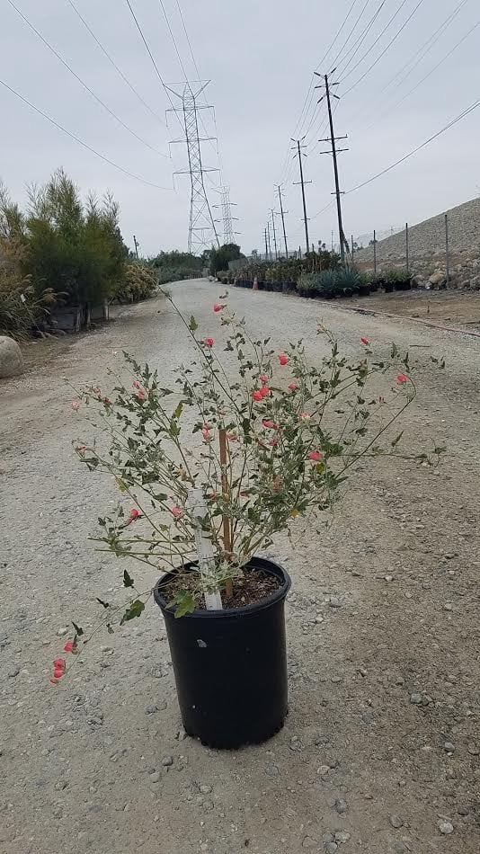 Photo for Sphaeralcea ambigua 'Louis Hamilton' (Globe Mallow)