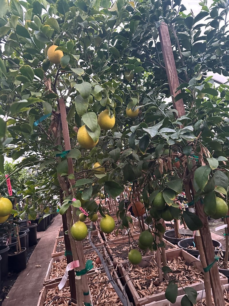 Photo for  Citrus limon 'Meyer' (Standard) (Improved Meyer Lemon)