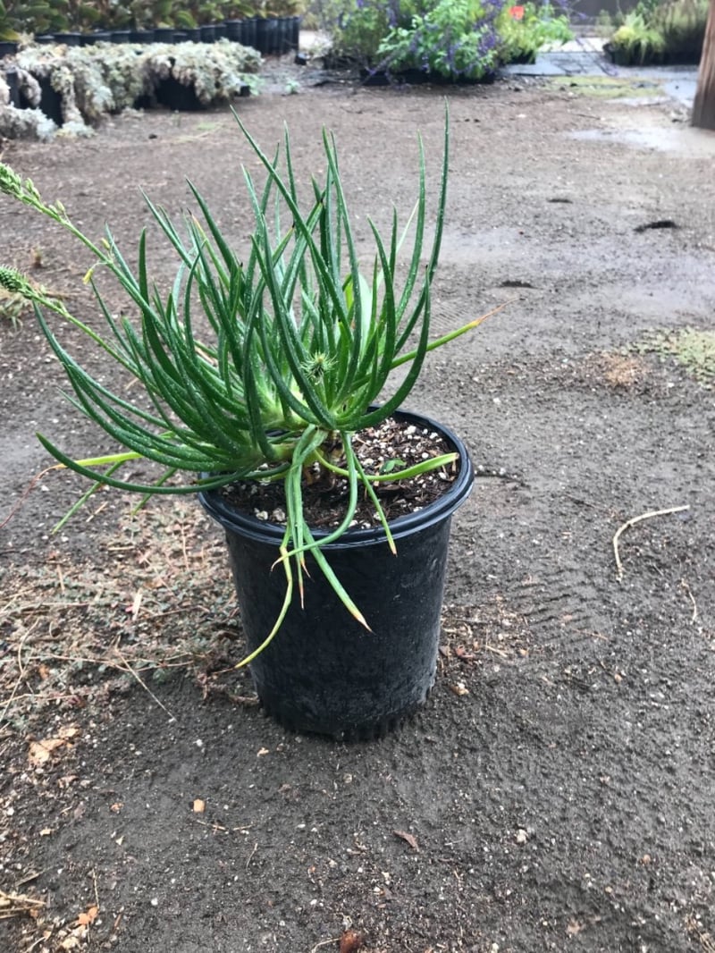 Photo for Bulbine frutescens (Stalked Bulbine)