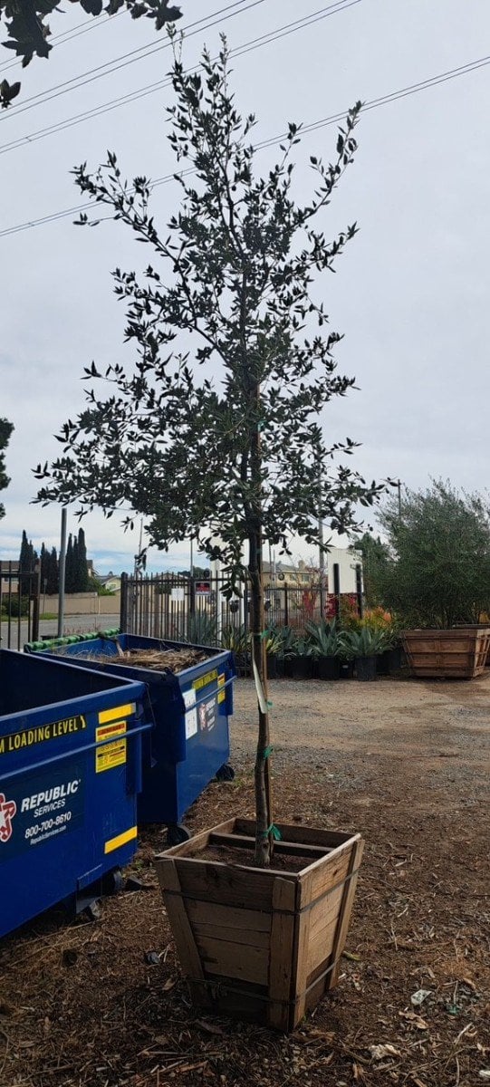 Photo for Quercus ilex (Holly Oak, Holm Oak)