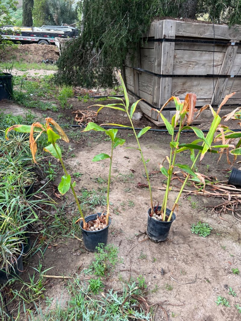 Photo for Alpinia zerumbet (Shell Ginger)