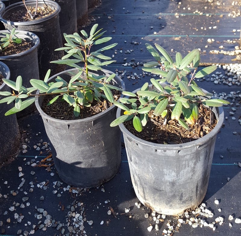 Photo for Rhamnus californica 'Eve Case' (Eve Case Coffeeberry)