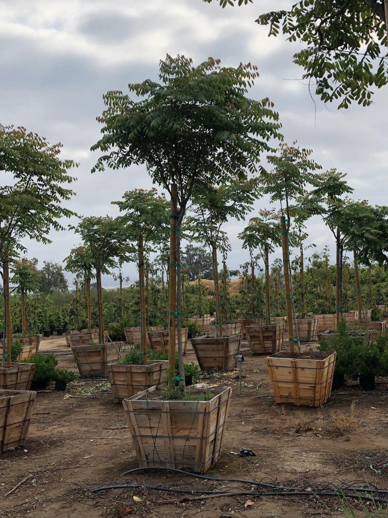 Photo for Koelreuteria bipinnata (Standard) (Chinese Flame Tree)