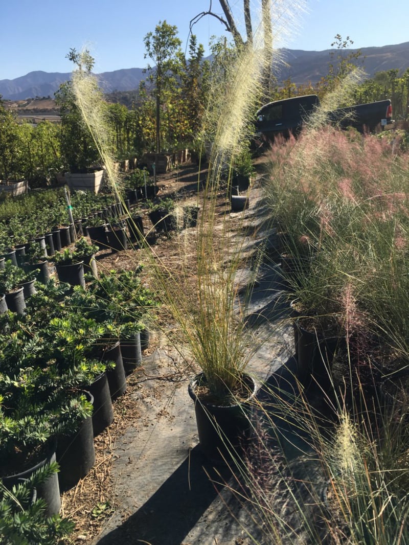 Photo for Muhlenbergia capillaris 'White Cloud' (White Awn Muhly)