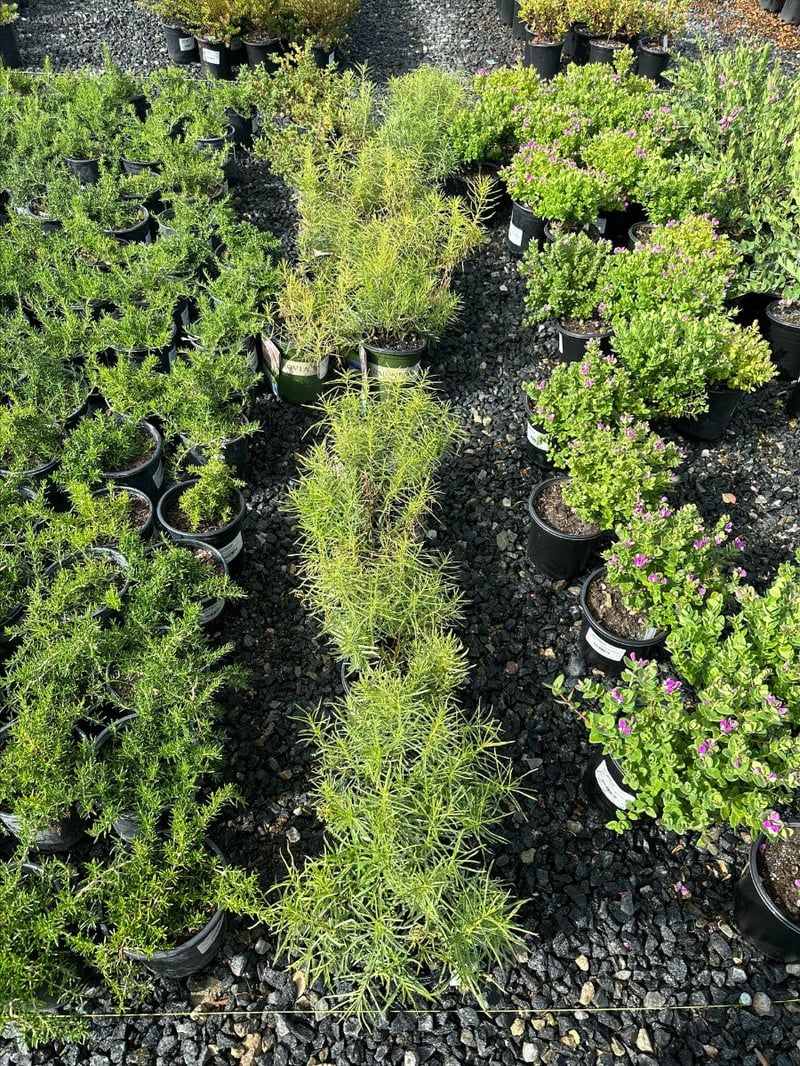 Photo for Asclepias fasicularis (Narrow Leaf Milkweed)