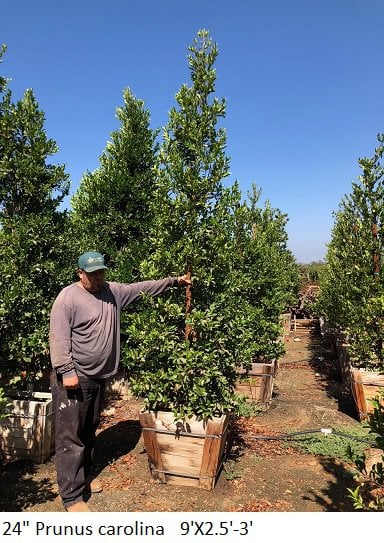 Photo for Prunus caroliniana (Carolina Cherry Laurel)