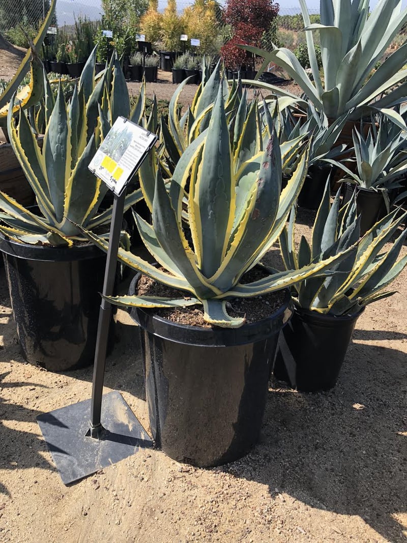 Photo for Agave americana var. marginata (Variegated Century Plant)