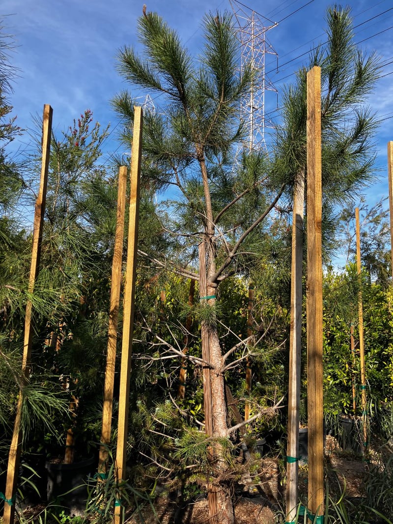 Photo for Pinus pinea (Italian Stone Pine)