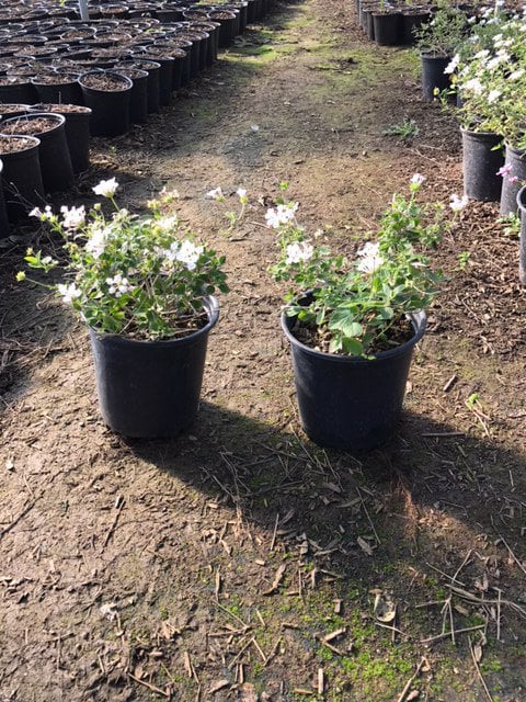 Photo for Lantana montevidensis 'Alba' (White Trailing Lantana)
