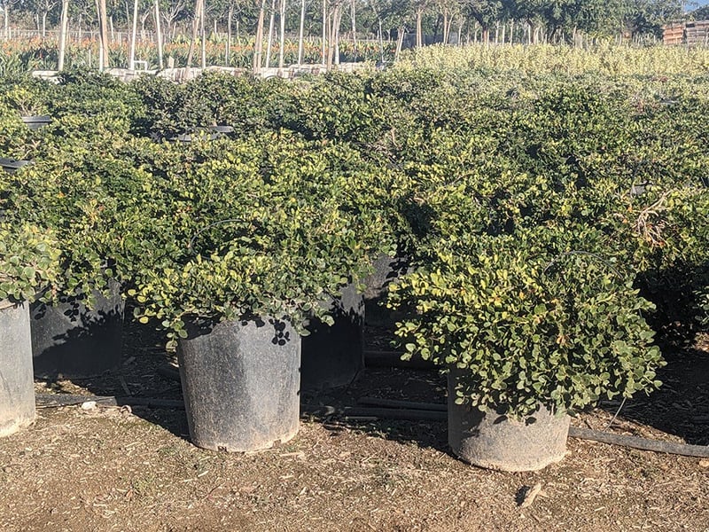 Photo for Carissa macrocarpa (Natal Plum)