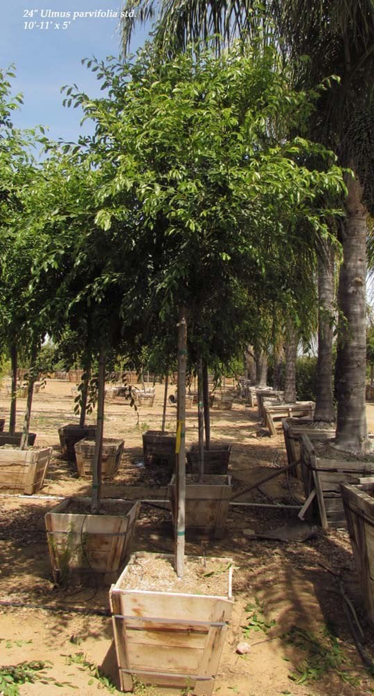 Photo for Ulmus parvifolia (Standard) (Chinese Elm)
