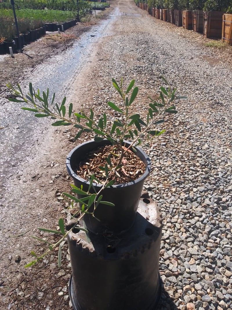 Photo for Acacia redolens 'Low Boy' (Prostrate Acacia)