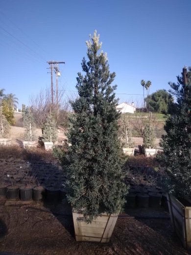 Photo for Podocarpus elongatus 'Monmal' (Icee Blue Monmal Yellow-Wood)