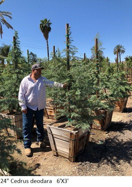 Photo for Cedrus deodara (Standard) (Deodar Cedar)