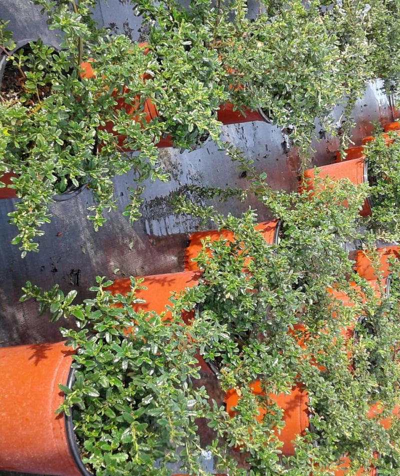 Photo for Ceanothus 'Joyce Coulter' (Joyce Coulter Ceanothus)