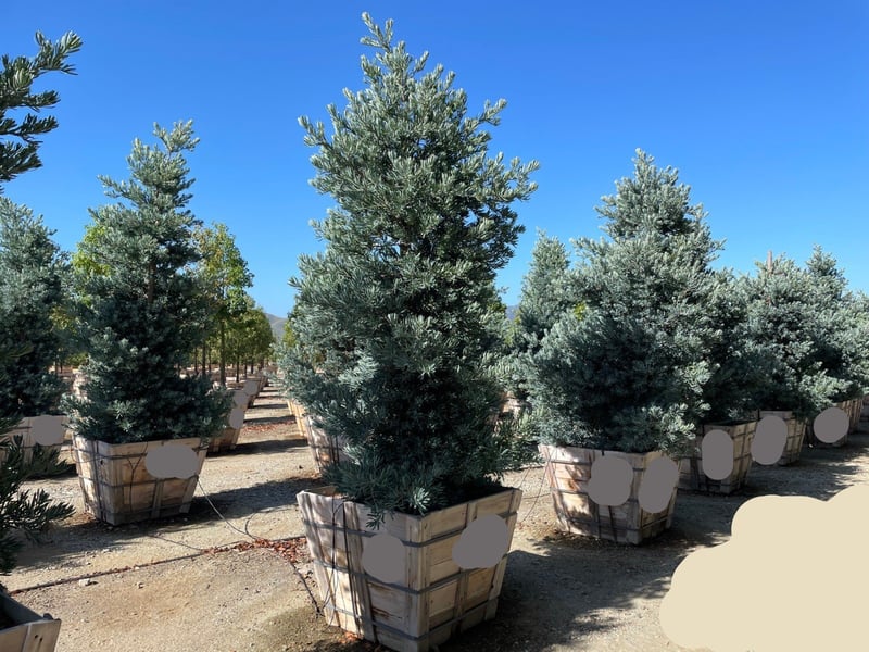 Photo for Podocarpus elongatus 'Monmal' (Icee Blue Monmal Yellow-Wood)