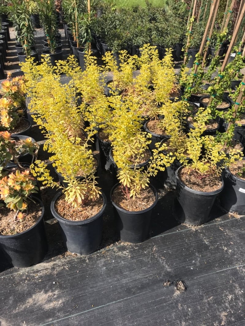 Photo for Euphorbia x martinii 'Ascot Rainbow' (Ascot Rainbow Spurge)