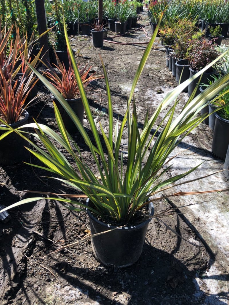 Photo for Phormium 'Cream Delight' (Variegated New Zealand Flax)