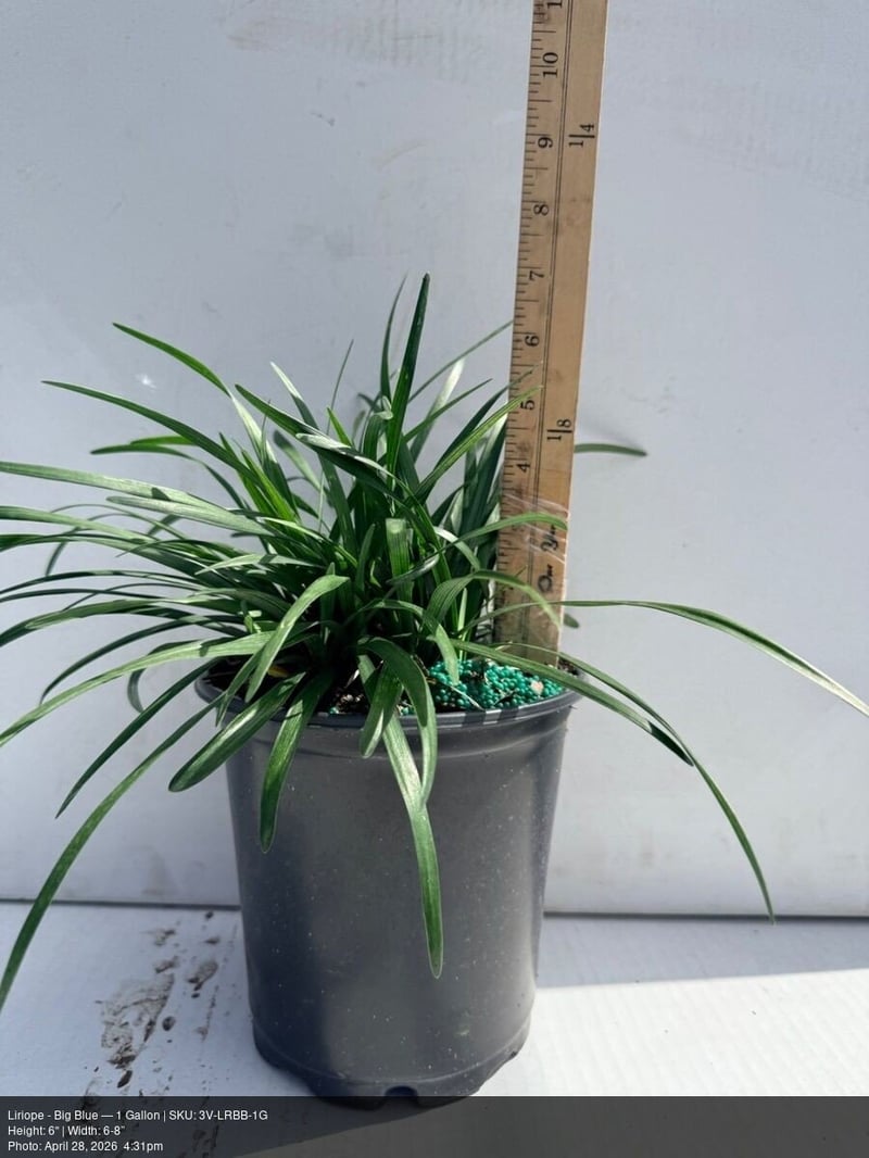 Photo for Liriope muscari 'Big Blue' (Big Blue Liriope)