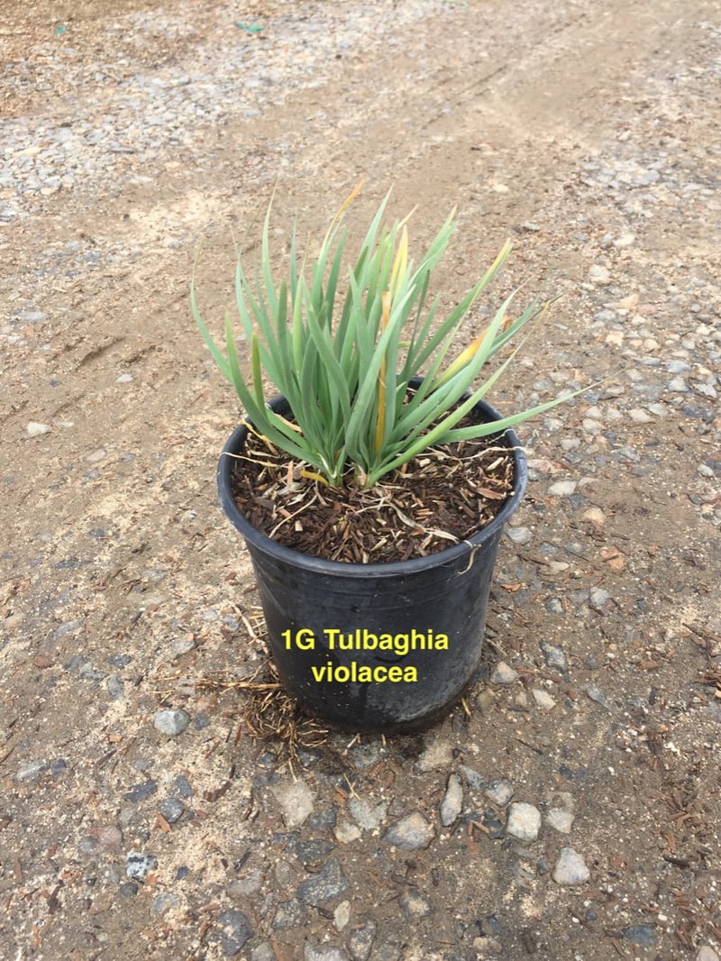 Photo for Tulbaghia violacea (Society Garlic)
