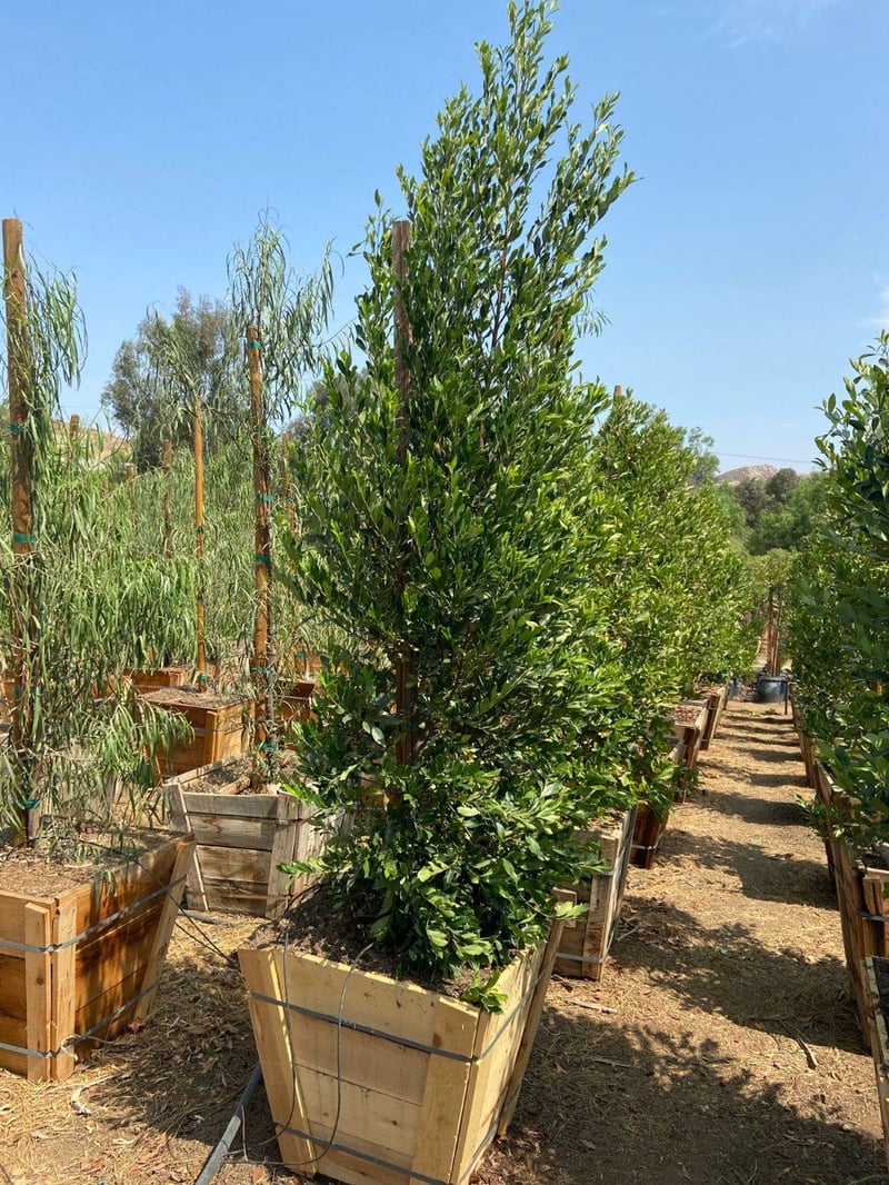 Photo for Prunus caroliniana (Column) (Carolina Cherry Laurel)