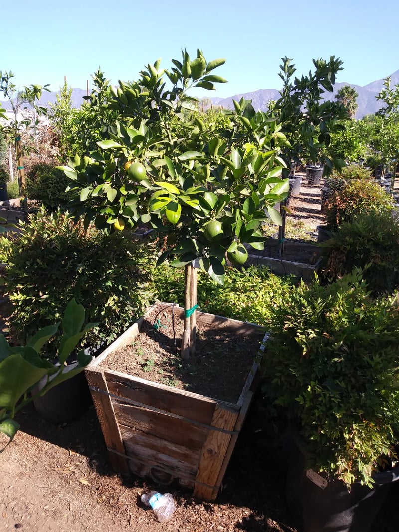 Photo for Citrus paradisi 'Ruby Red' (Ruby Red Grapefruit)