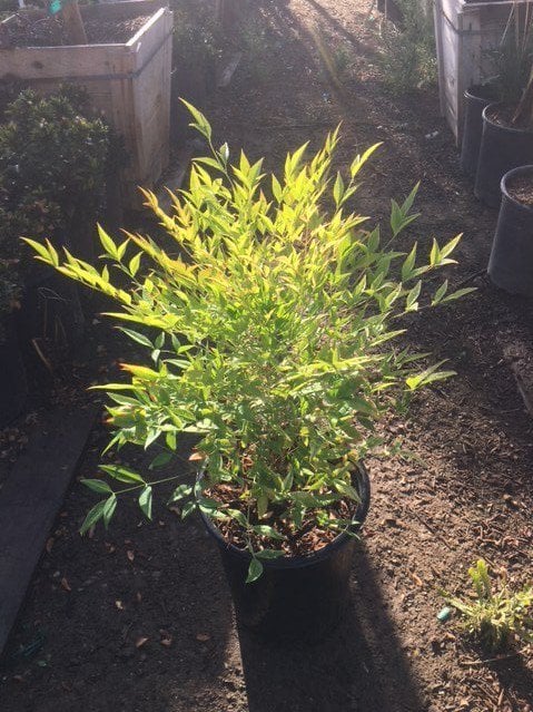 Photo for Nandina domestica (Heavenly Bamboo, Sacred Bamboo)