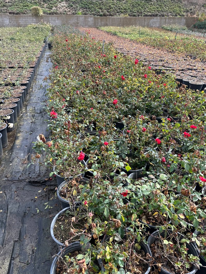 Photo for Rosa 'Iceberg Red' (Red Iceberg Rose)