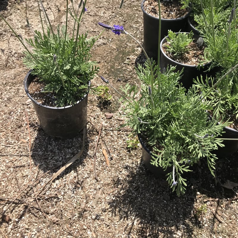 Photo for Lavandula pinnata (Jagged Lavender)