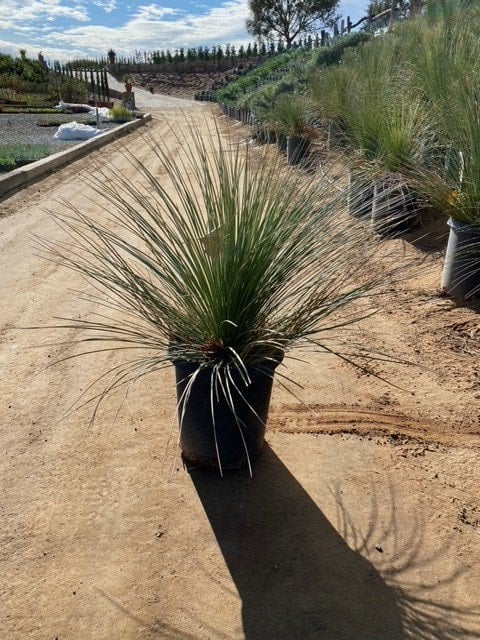 Photo for Dasylirion longissimum (Mexican Grass Tree)