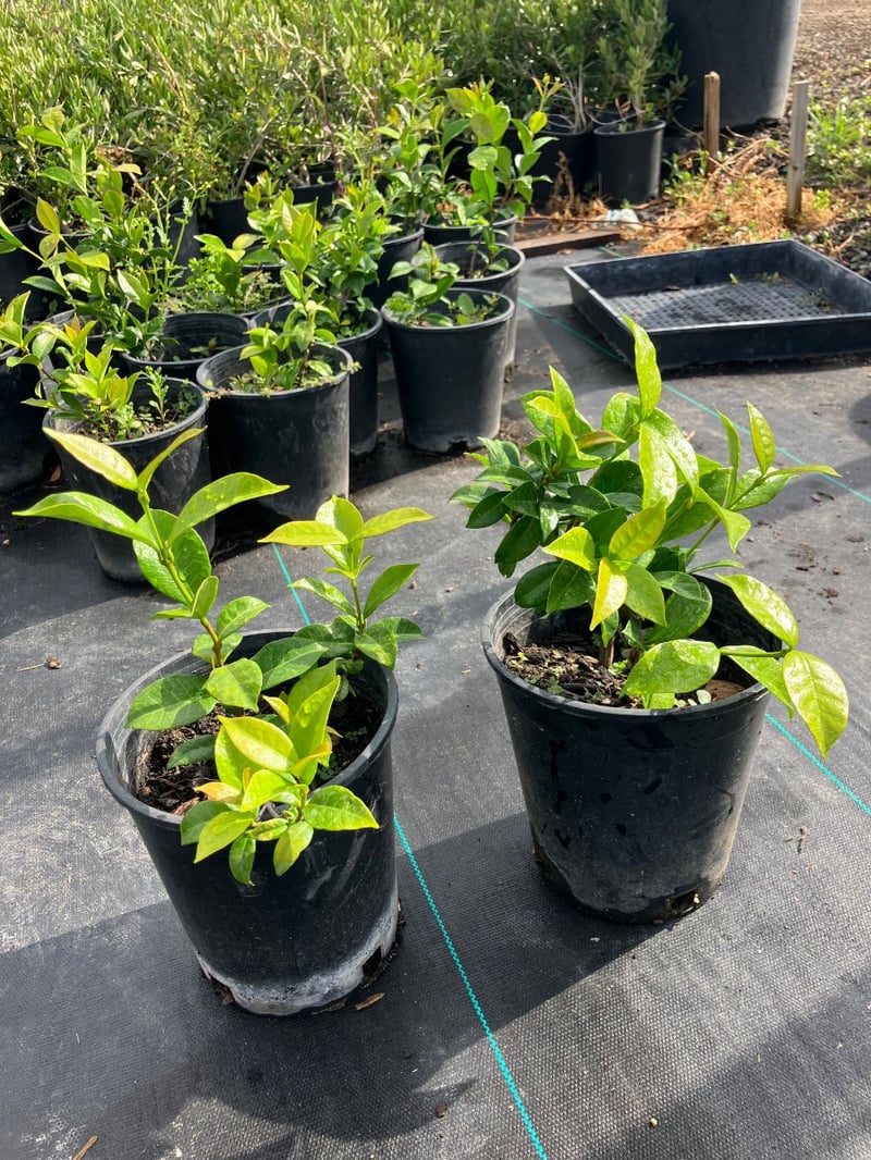 Photo for Trachelospermum jasminoides (Star Jasmine)