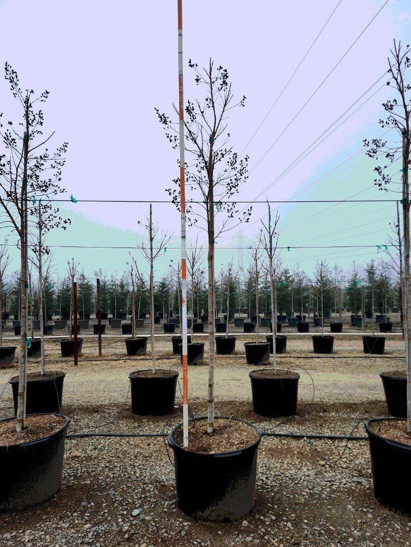 Photo for Lagerstroemia indica x fauriei 'Tuscarora' (Standard) (Tuscarora Crape Myrtle)