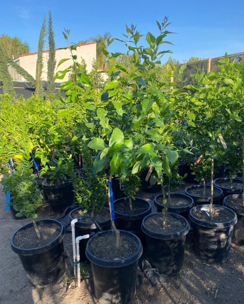 Photo for Citrus (any variety)  (Citrus, Any Variety)